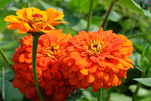 orange flower