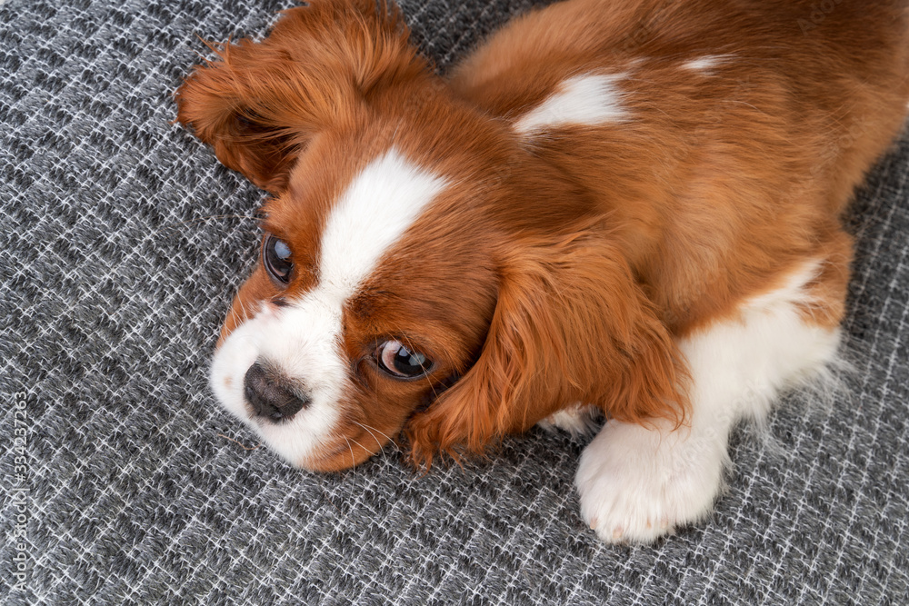 Little dog Cavalier King Charles Spaniel Little dog Cavalier King Charles Spaniel