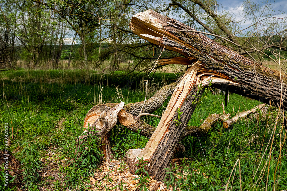 Obraz premium tree felled by beavers in the nature reserve ammersee