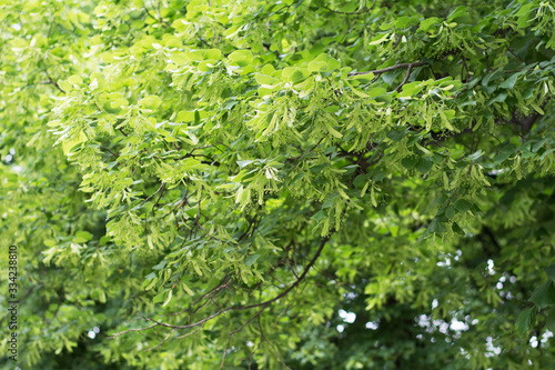 Linden tree lush green branches in spring