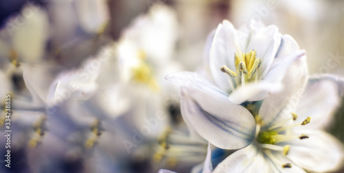 Macro shot of hyacinth flower on white background