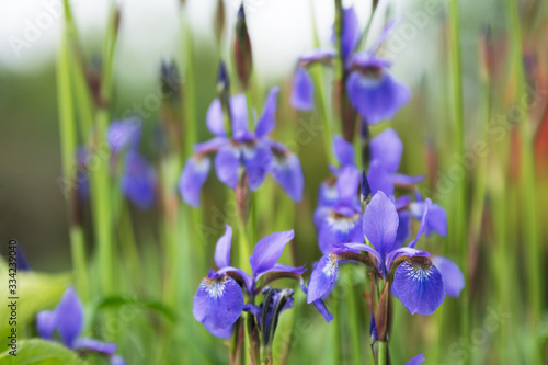 Group of violet irises on flower bed in a garden