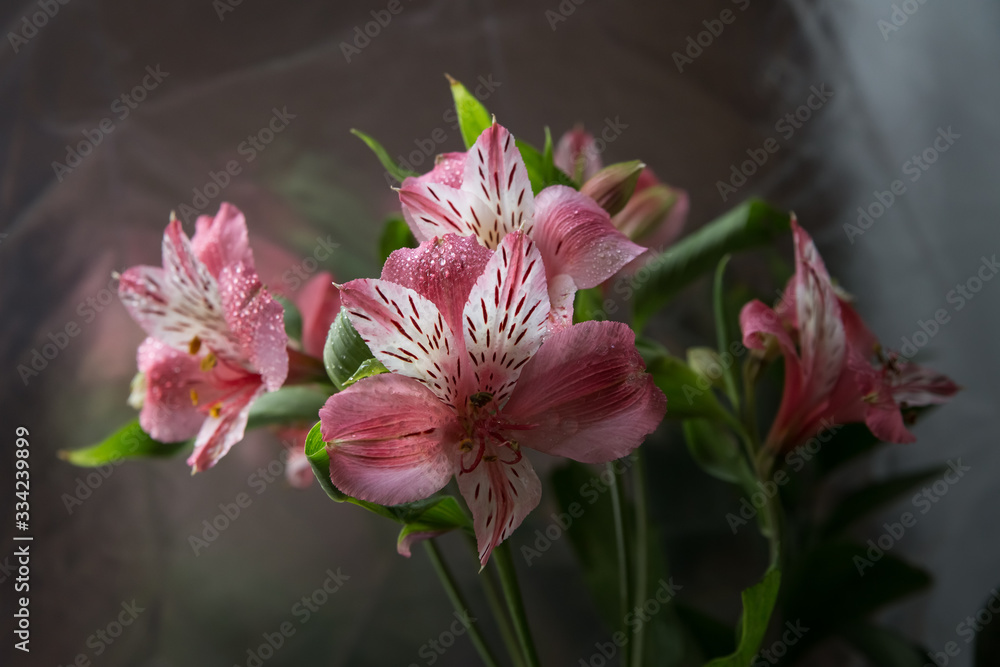 pink astromelia on a mirror background in the style of dark flowers Stock  Photo | Adobe Stock