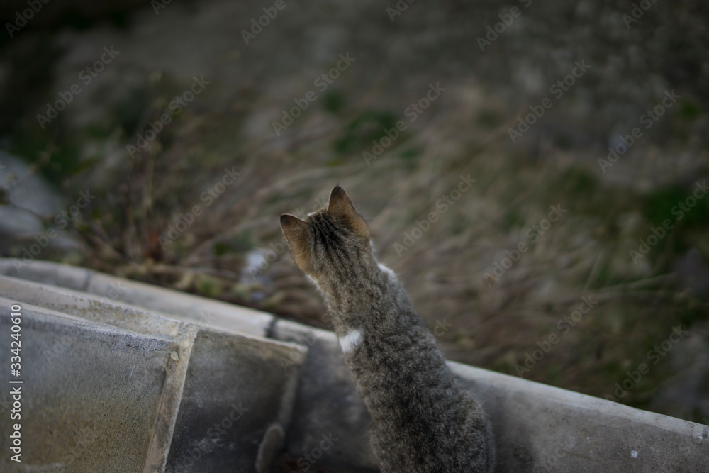 cat on a rock cat on a rock