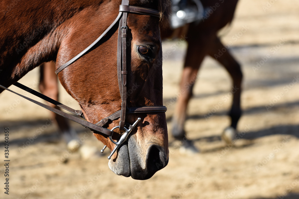 Obraz premium Hunter/jumper horse show