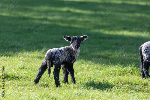 Spring lamb © Chris Dawney