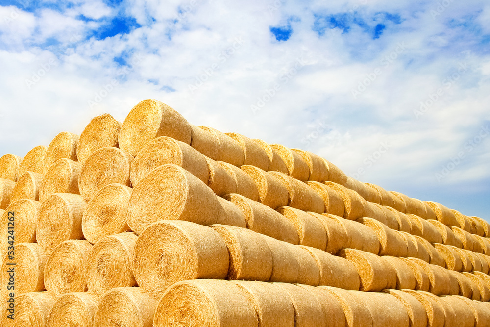 a bales on the field are folded for second use on the field to the animal background a bales on the field are folded for second use on the field to the animal background