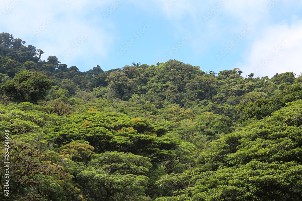 The Landscape of the Monteverde raining forest, Costa Rica