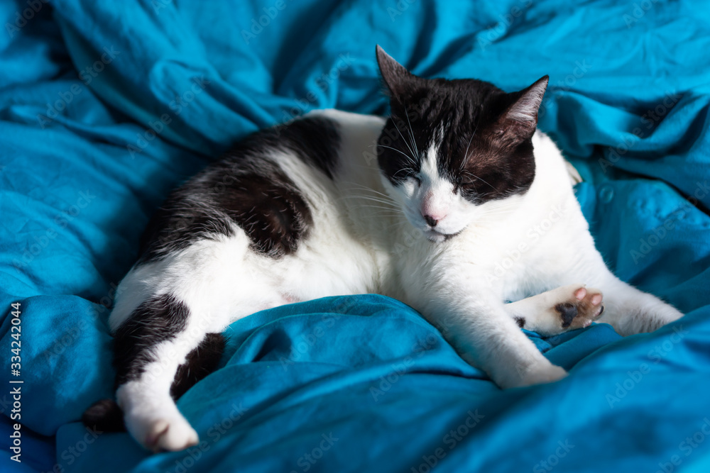 Brazen cat sleeps on bed in turquoise sheets. Black and white cat. Cat lives in the house.