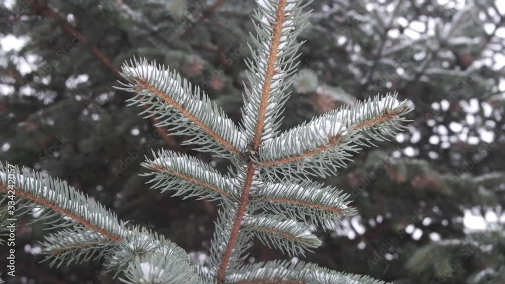 winter fir branch winter fir branch