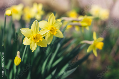 Beautiful yellow daffodils in a spring garden.