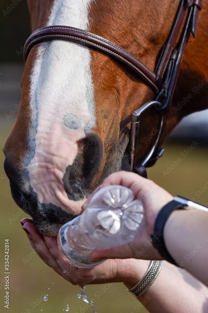 Obraz premium Hunter/jumper horse show