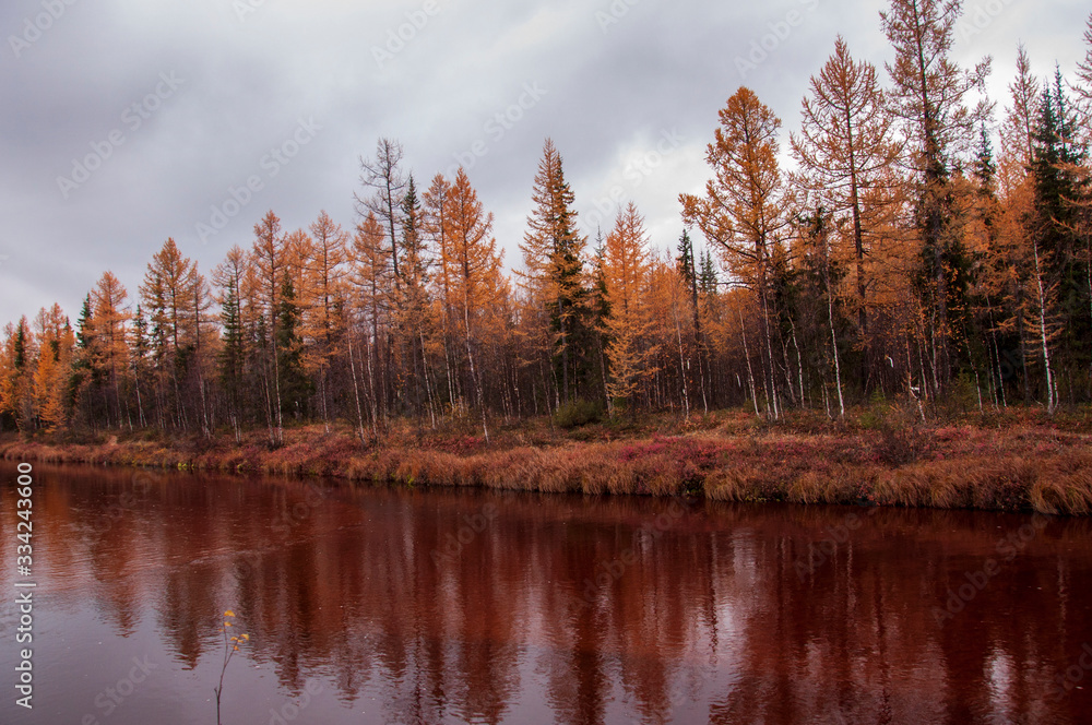 Brown river slow flowing across the brown and yellow forest with reflections of pines and trees in the water. Autumn on the north with dark blue sky above