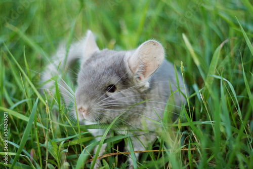 Little gray chinchilla walks on the street on green grass. photo