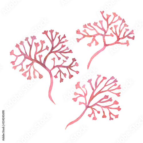 Konstfotografi Watercolor clipart of irish sea moss