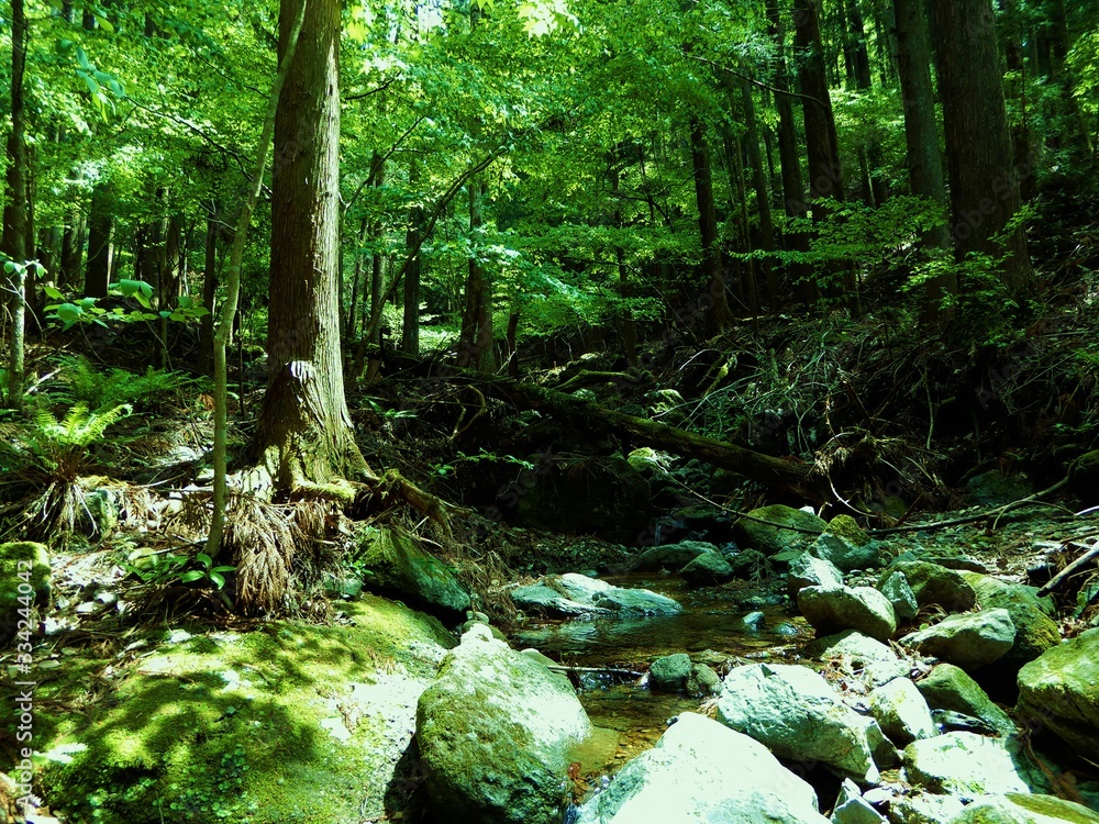高畑山の沢 高畑山の沢