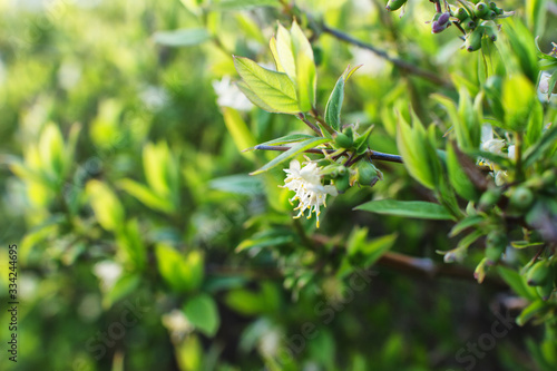A beautifully blossoming branch with a white flower on a green blurry bokeh background. 