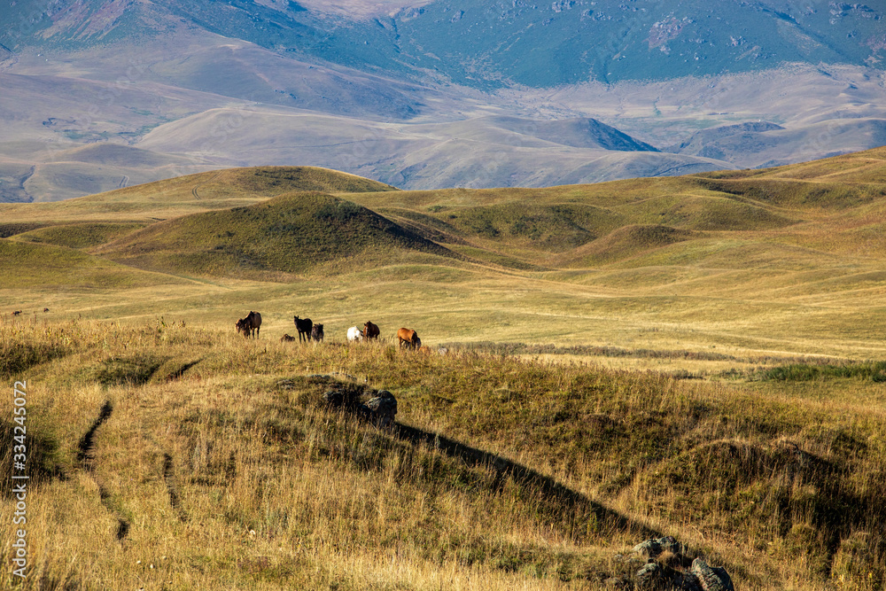 Fototapeta premium herd of horses