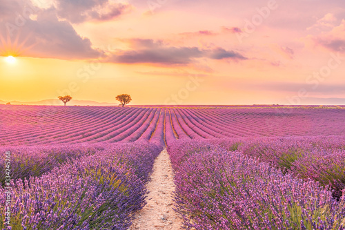 Wonderful scenery  amazing summer landscape of blooming lavender flowers  peaceful sunset view  agriculture scenic. Beautiful nature background  inspirational concept