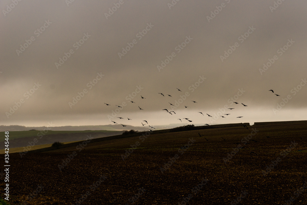 Birds taking flight over arable land under stormy sky with rain shower Birds taking flight over arable land under stormy sky with rain shower