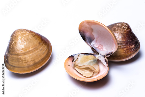 clam shell raw fresh seafood on plate isolated on white background