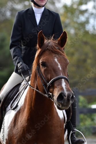 Hunter/jumper horse show
