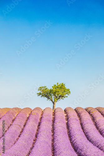 Beautiful tree in lavender field, Provence, France. Lonely tree in lavender field, Provence, France. Lavender flowers blooming field and a lonely tree uphill. Valensole, Provence. Amazing landscape