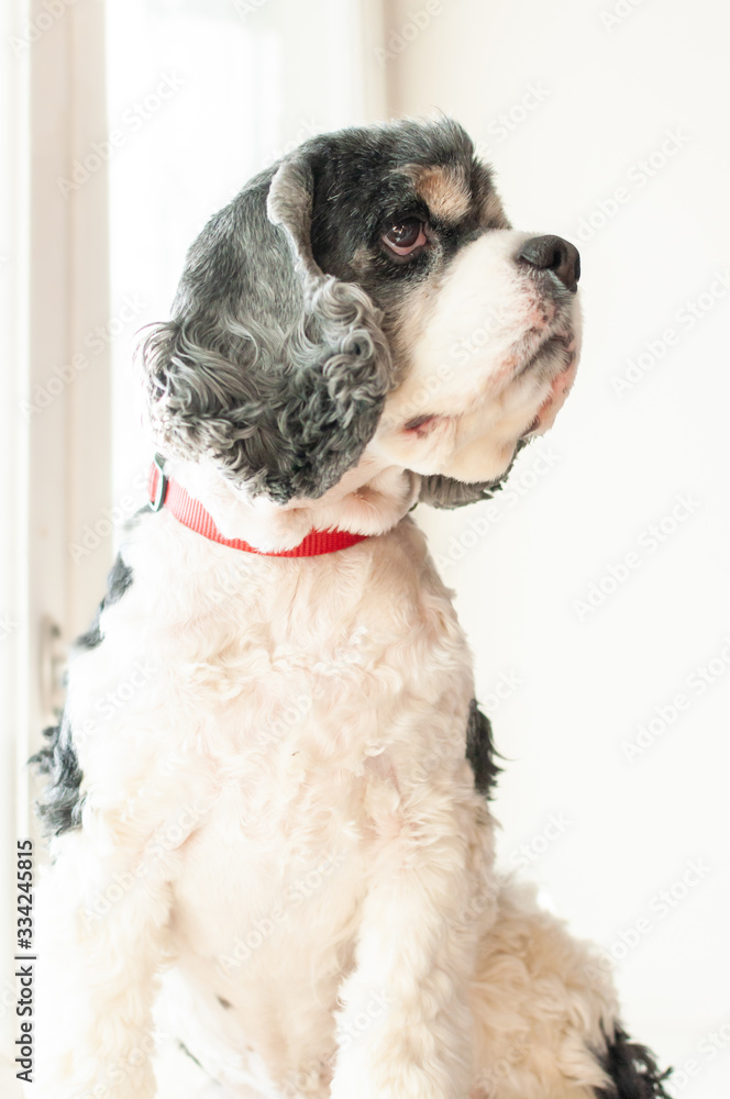 Cute adult American Cocker Spaniel Cute adult American Cocker Spaniel