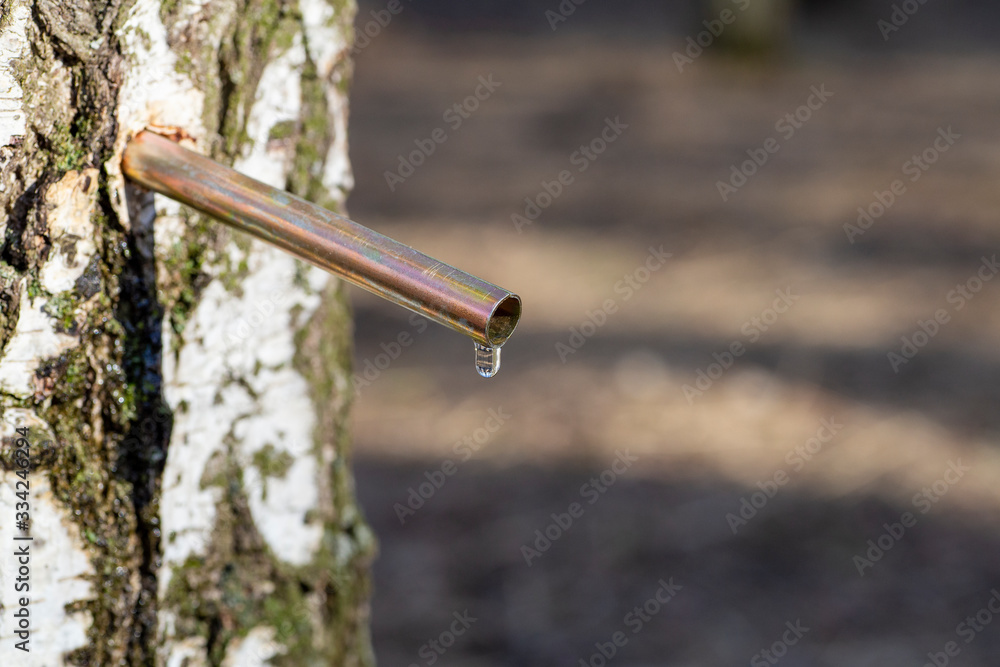 Birch sap drops in a springtime. Birch juice or water in a forest Birch sap drops in a springtime. Birch juice or water in a forest