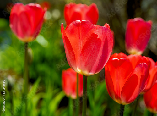 Vibrant garden tulips flowering in the spring garden,.