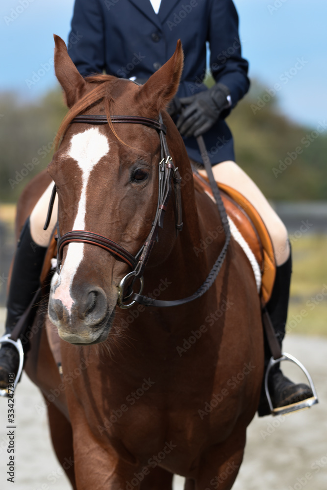 Fototapeta premium Hunter/jumper horse show