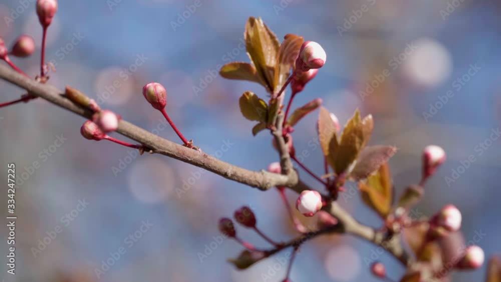 blooming, pink and white flowers on trees, spring nature, beautiful background blooming, pink and white flowers on trees, spring nature, beautiful background