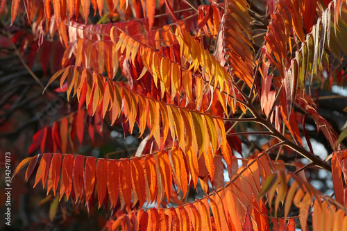 Rote Blätter des Essigbaumes im Herbst, Rhus typhina, Rhus hirta