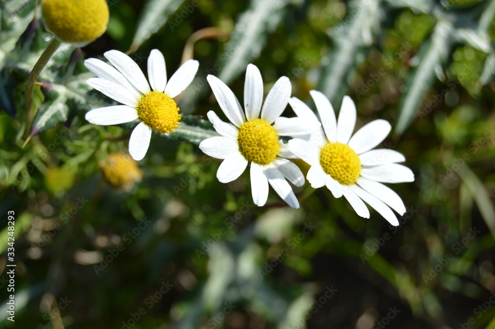 White daisies by spring, Algeria White daisies by spring, Algeria