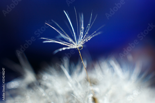Abstract macro photo of plant seeds, dandelion with water drops on a blue background. Selective focus. Blurred background
