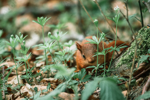 squirrel in forest © Louie