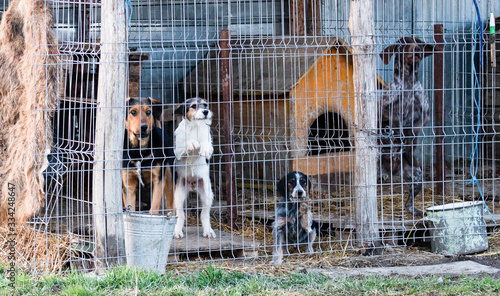 dogs kept locked in small cages
