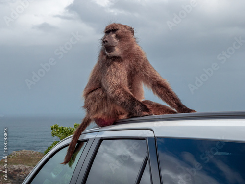 Photography South African Baboons are dangerous when you leave your car open