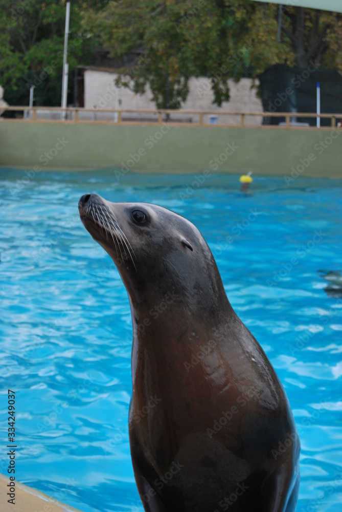 Fototapeta premium Otarie