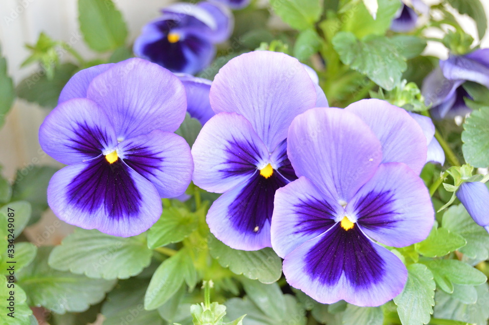Colorful pansies by spring in Algeria