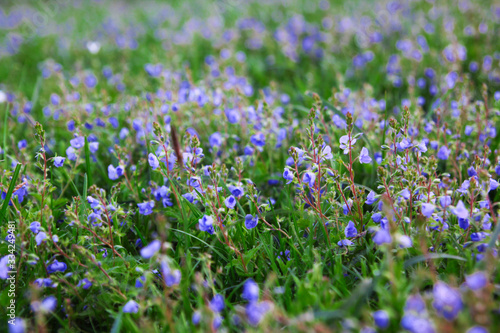 Fioletowe kwiatki w trawie