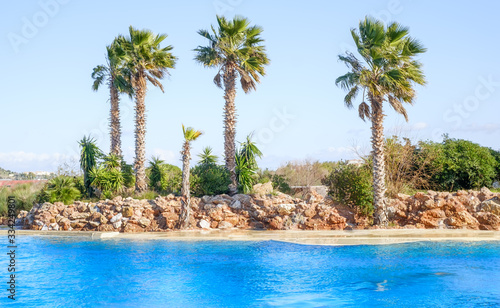 palm trees on the lake with azure water