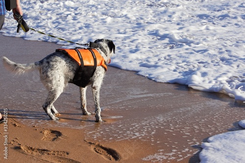 perro en la playa