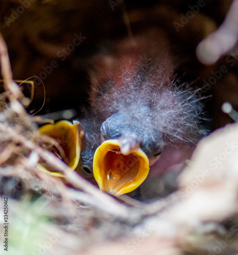 Baby birds in the nest waiting for mom to come back so they can eat