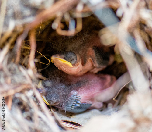 Baby birds in the nest waiting for mom to come back so they can eat