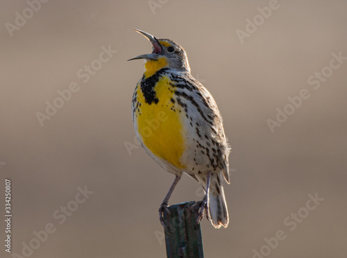 meadowlark on a fence post photo