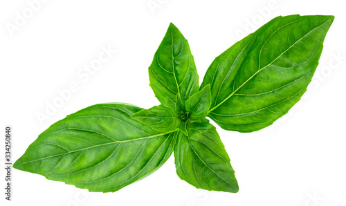 basil leaves isolated on white background with clipping path