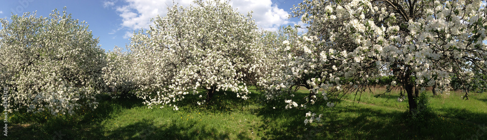 Panorama of the flowering apple orchard.