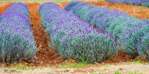 Photos Lavender Fields at Becker Vineyards Annual Lavender Fest, Fredericksburg, Texas,