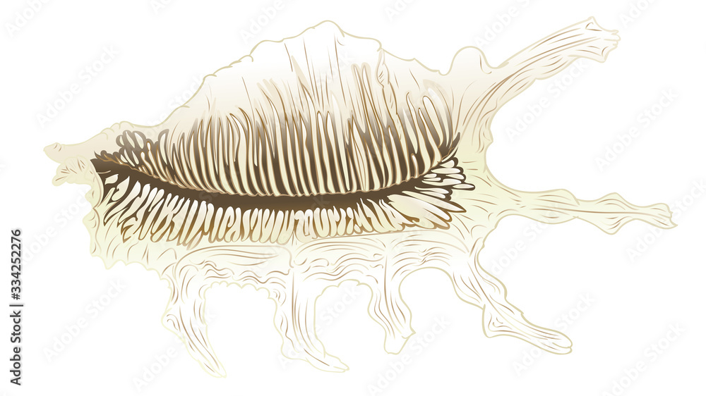 Obraz premium Decorative seashell design